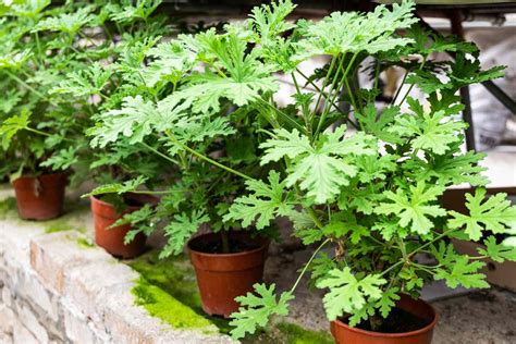 malvarosa plant care|Easy Ways to Grow and Care For Citronella .